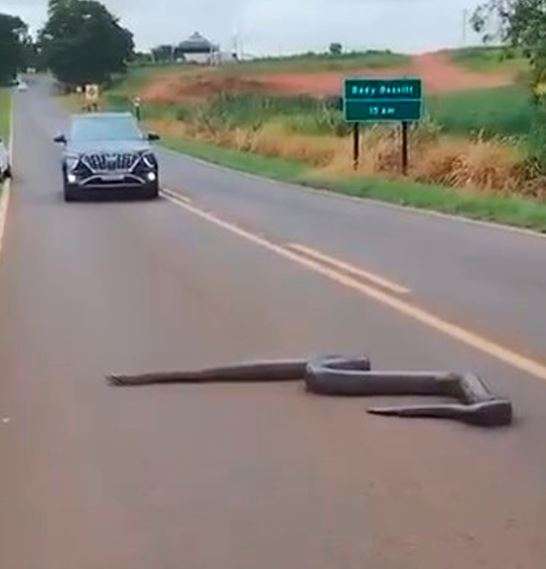 VEJA VÍDEO Sucuri gigante é flagrada em vicinal da região de Rio