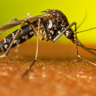 Pesquisa de SP conclui que fenômeno El Niño aumentou infestação do Aedes aegypti no Estado de SP