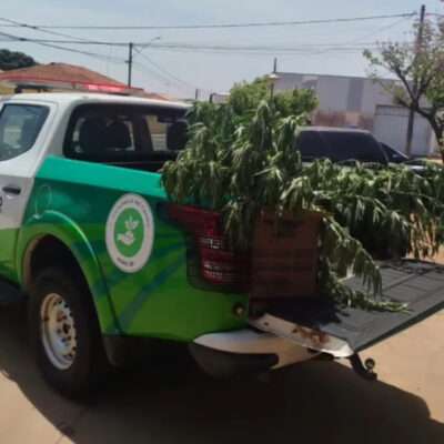 VEJA VÍDEO - Polícia Militar apreende 30 pés de maconha em residência de Ibirá