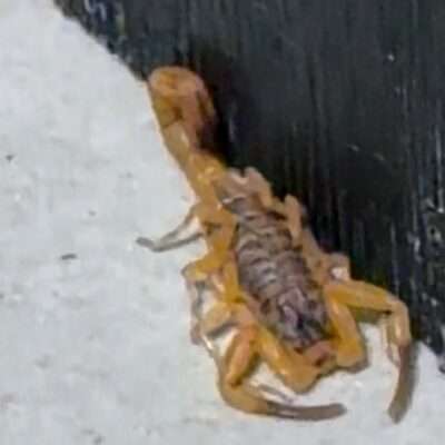 VEJA VÍDEO - Escorpião é encontrado em banheiro de restaurante de Rio Preto; alerta para risco