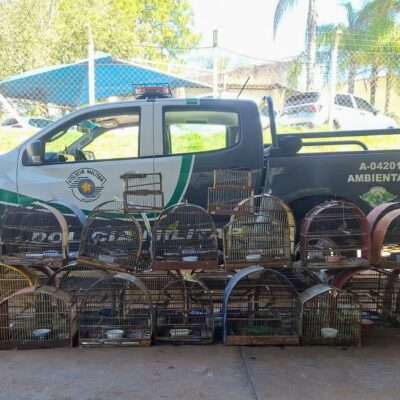 VEJA VÍDEO - Polícia Militar Ambiental encontra cativeiro ilegal com 41 aves em Votuporanga
