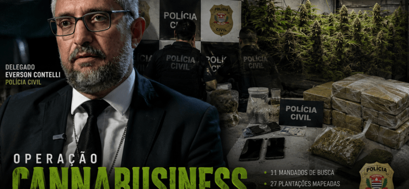 Polícia mapeia 27 plantações de cannabis e investiga suspeita de desvio de cultivo autorizado na região de Rio Preto