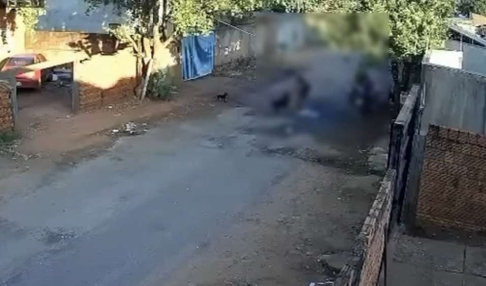 Vídeo apresentado por vizinhos levou Guarda Civil Municipal a localizar animal ferido; cão foi encaminhado para atendimento veterinário e tutor acabou preso por maus-tratos
