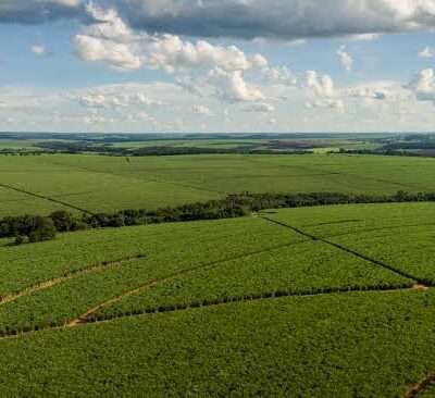 Tereos investe R$ 568 milhões na renovação de canaviais e prepara produção para os próximos ciclos