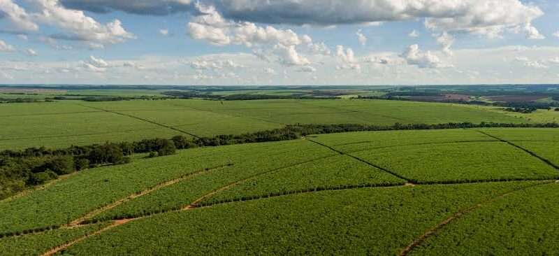 Tereos investe R$ 568 milhões na renovação de canaviais e prepara produção para os próximos ciclos